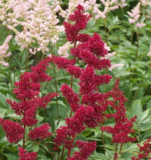 Астільба Арендса ‘Burgundy Red’