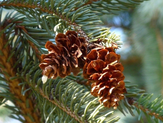 Ель колючая ‘Glauca’, семена