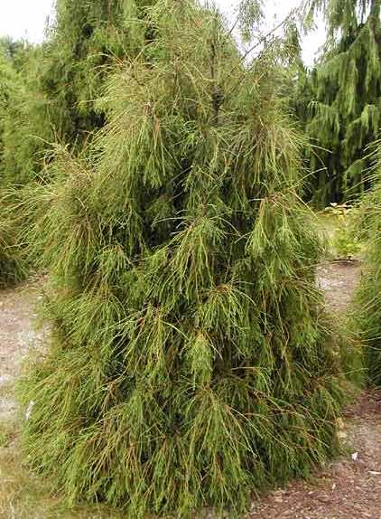 Туя западная ‘Filiformis’
