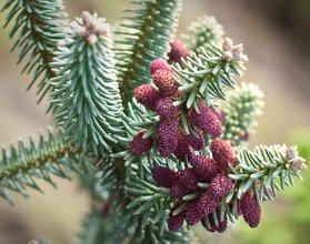 Пихта испанская ‘Glauca’, семена