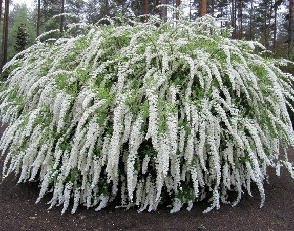 Спирея серая ‘Greifsheim’