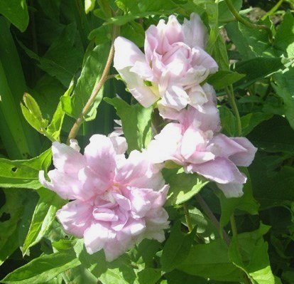 Каллистегия плющелистная ‘Flore Pleno’