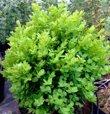 Самшит вічнозелений ‘Suffruticosa’