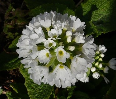 Первоцвет зубчатый ‘Alba’