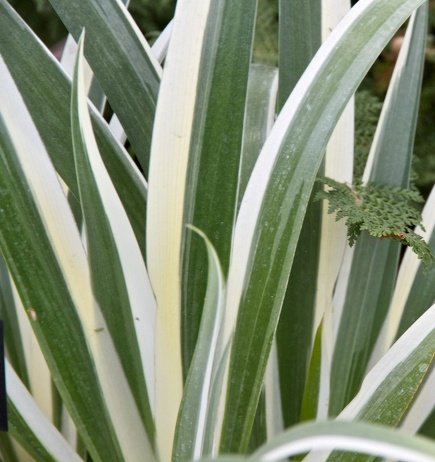 Ирис японский ‘Variegata’