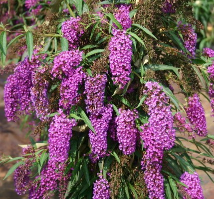 Будлея Давида ‘Nanho Purple’