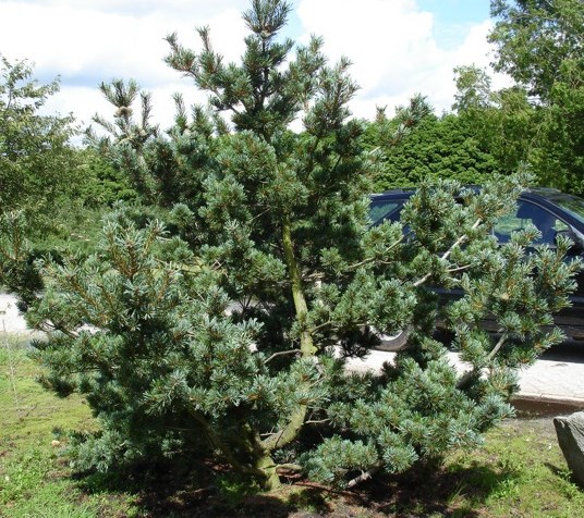Сосна японська ‘Glauca’, насіння