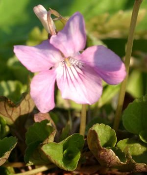 Фіалка скельна ‘Rosea’