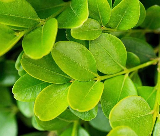 Самшит вічнозелений ‘Suffruticosa’