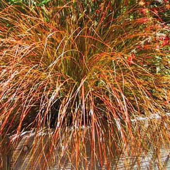 Осока цегляна ‘Prairie Fire’