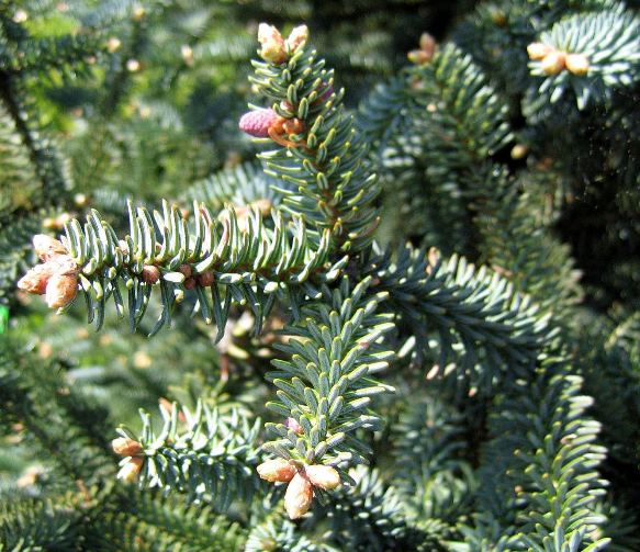 Пихта испанская ‘Glauca’, семена