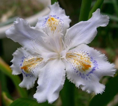Ирис японский ‘Variegata’