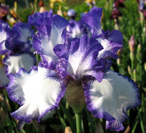 Півники германські ‘White Ago Blue’