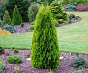 Туя восточная ‘Pyramidalis’