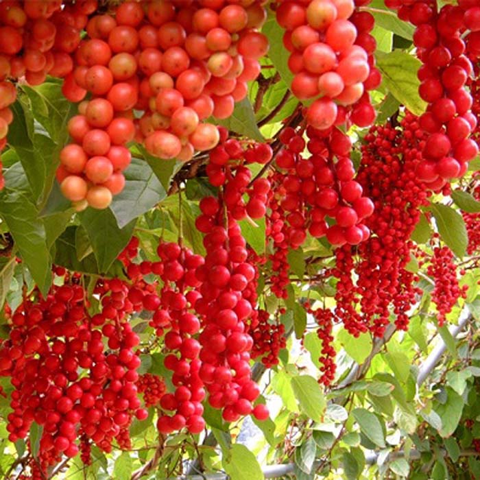 Лимонник китайський