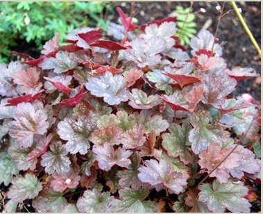 Гейхера ‘Petit Marble Burgundy’