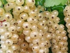 Біла смородина ‘Сніжана’