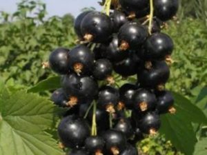 Чорна смородина ‘Тісель’
