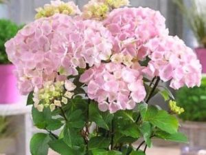 Гортензія крупнолиста ‘Pink’