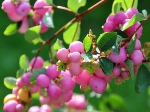 Сніжноягідник Доренбоза ‘Magic Berry’