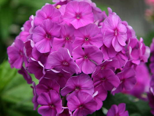 Флокс волотистий ‘Purple Flame’ 3/80