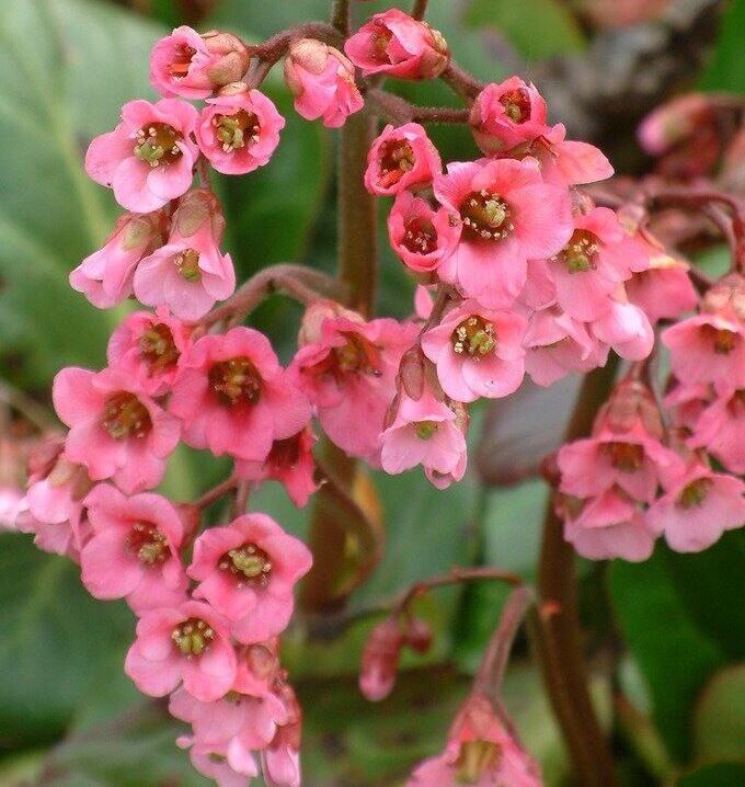 Бадан ‘Bressingham Salmon’