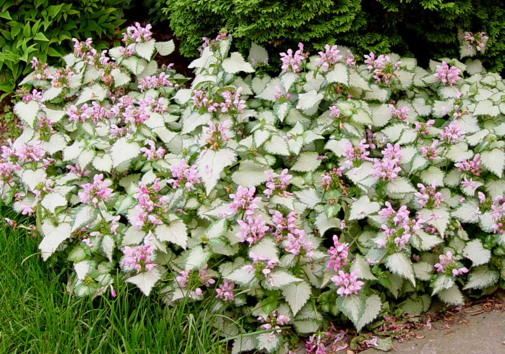 Яснотка крапчатая ‘Pink Chablis’