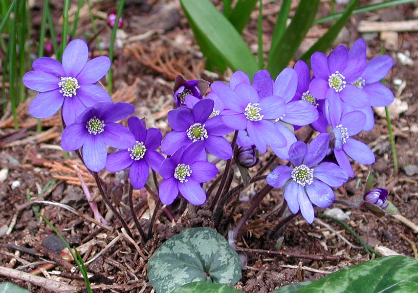Печеночница благородная ‘Dark Blue’