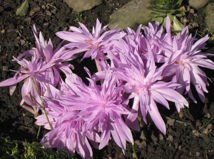 Безвременник осенний ‘Waterlily’
