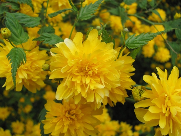 Керія японська ‘Pleniflora’