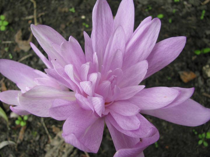 Безвременник осенний ‘Waterlily’