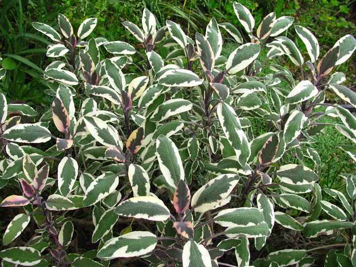 Шалфей лекарственный ‘Tricolor’