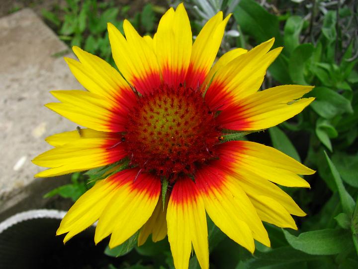 Гайлардия, серия крупноцветковая ‘Mesa Bright Bicolor’, семена