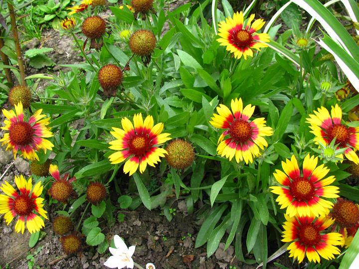 Гайлардія, серія крупноквіткова ‘Mesa Bright Bicolor’