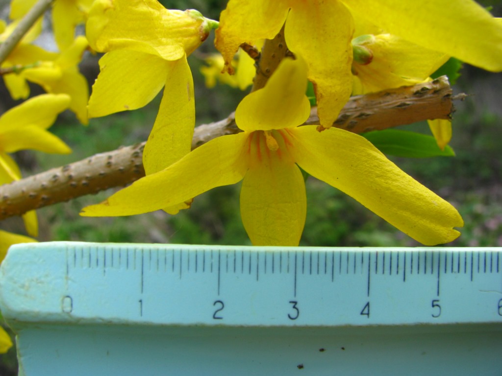 Форзиция промежуточная ‘Mertensiensis’
