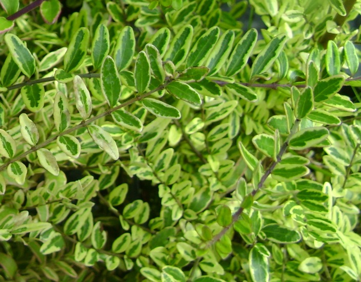 Жимолость шапочна ‘Variegata’