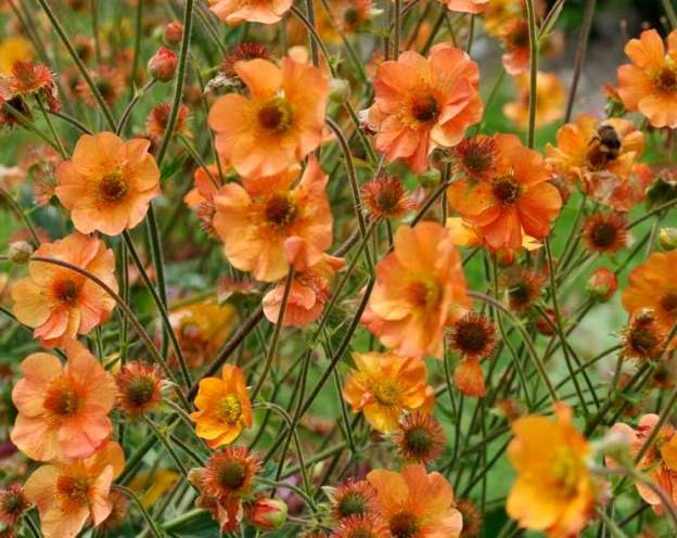 Гравилат ‘Totally Tangerine’, семена