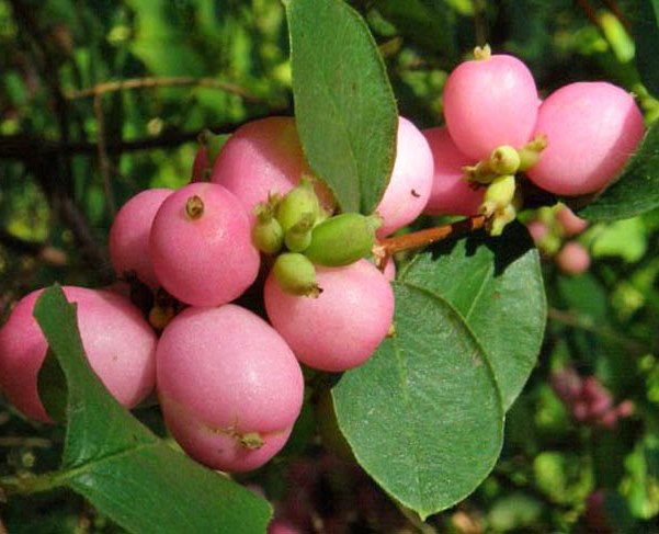 Снежноягодник Доренбоза ‘Magic Berry’