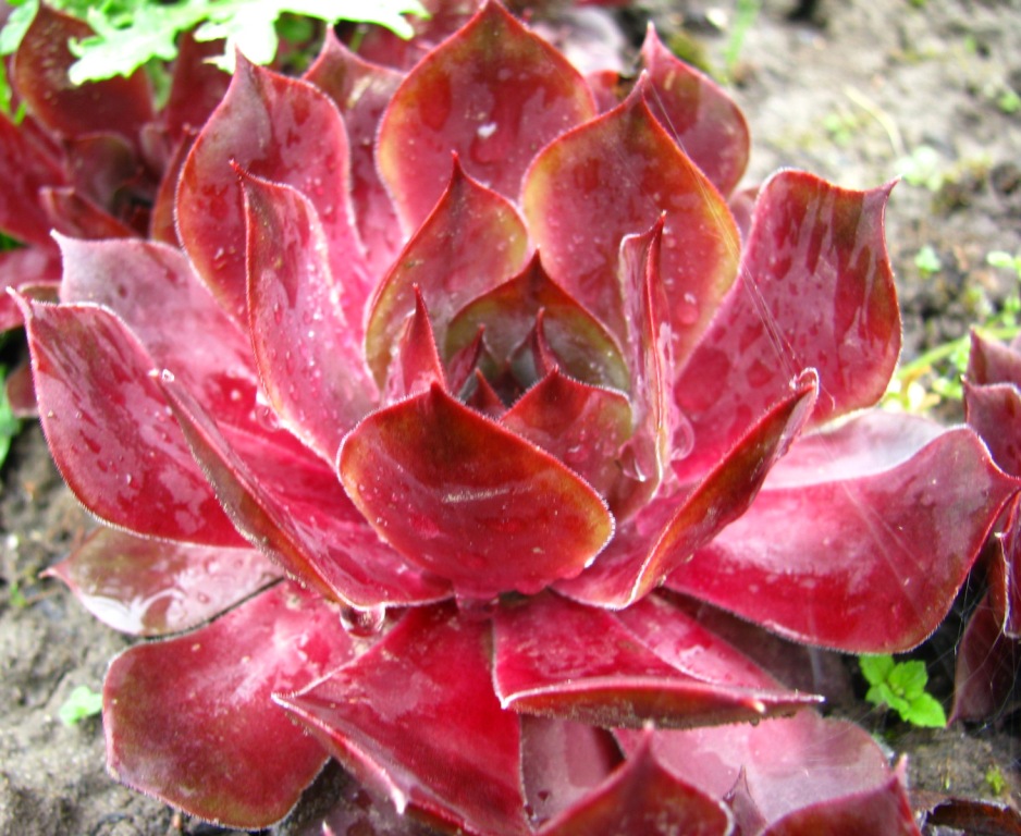 Молодило ‘Ohio Burgundy’