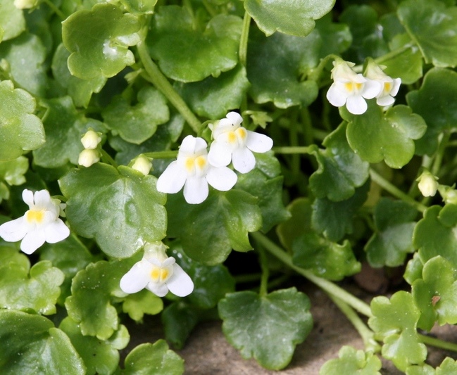 Цимбалярия бледная ‘Albiflora’