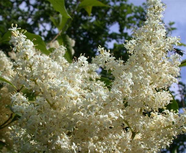 Сирень амурская