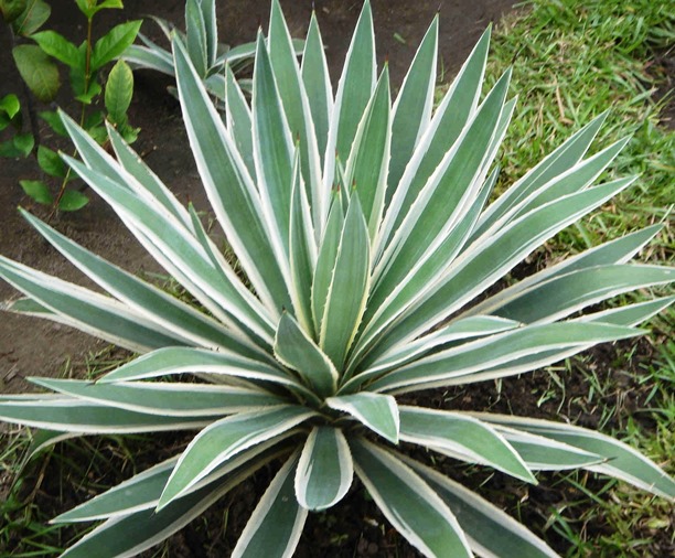 Агава американская ‘Variegata’
