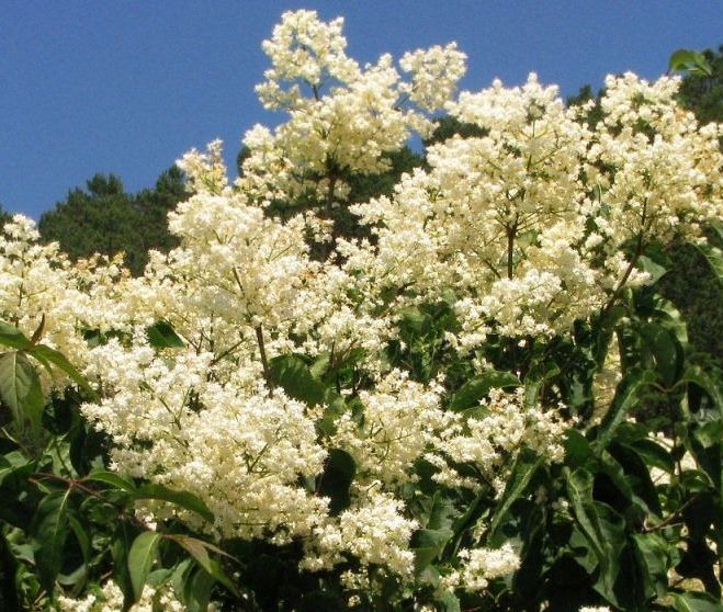Бузок амурський