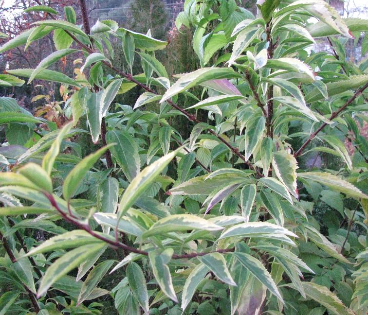 Форзиция промежуточная ‘Variegata’
