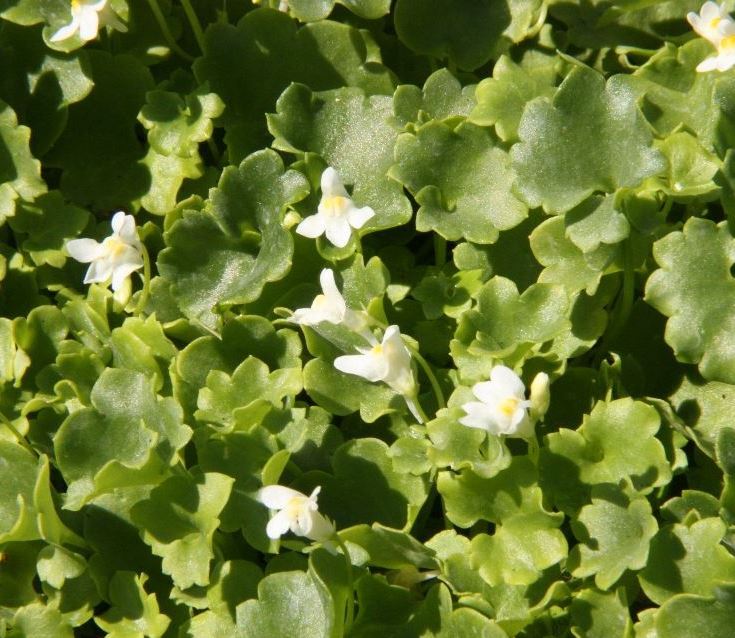Цимбалярия бледная ‘Albiflora’