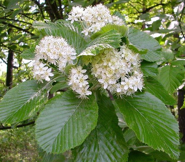 Горобина круглолиста ‘Magnifica’, насіння