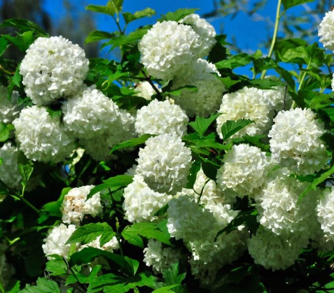 Калина звичайна ‘Boule de Neige’