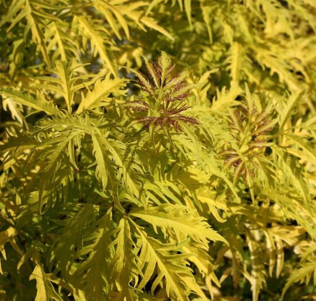 Бузина червона ‘Plumosa Aurea’