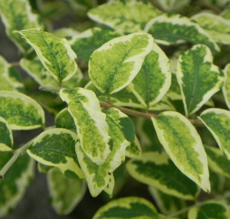 Снежноягодник округлый ‘Variegata’