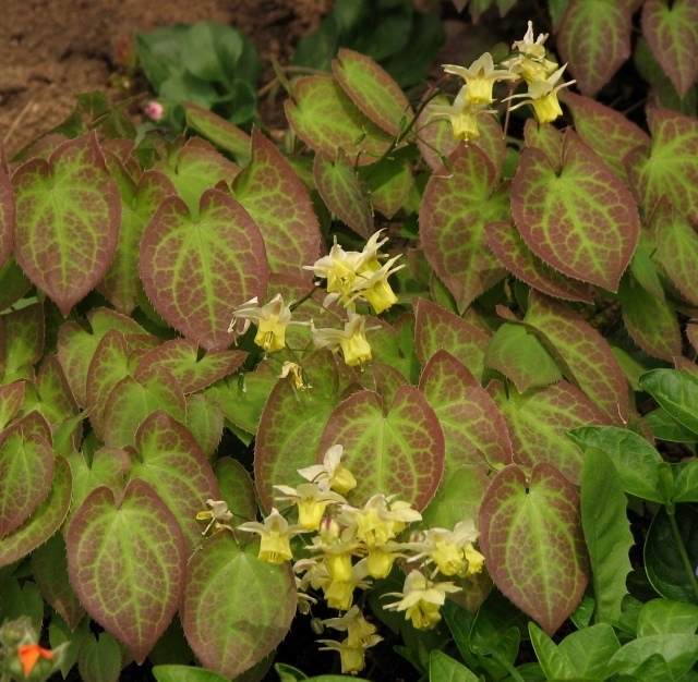 Горянка різнокольорова ‘Sulphureum’
